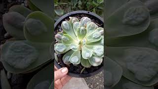 echeveria raindrops