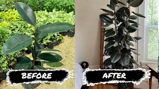 8 SIMPLE TIPS TO MAKE YOUR RUBBER TREE GROW FASTER AND BUSHIER!