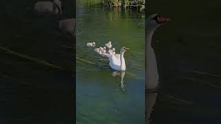 Adorable Swan Cygnets Swimming Down The River With Mom