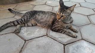 Mom cat living alone after feeding milk for her little baby kittens