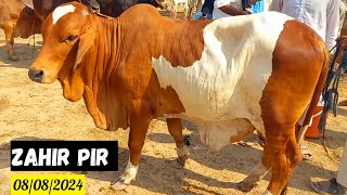 Latest Zahir Pir Cow Mandi Update|08/08/2024|