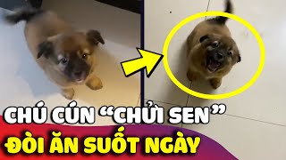 Dấu hiệu cho thấy sen đã NUÔI NHẦM một con báo 'THAM ĂN HAY CÃI' ở trong nhà 😅 | Gâu Đần