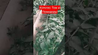 Том Котопес и Помидоры.#помидоры