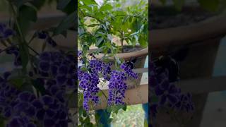 How to Grow and Care for Duranta Plant |Repotting and Cutting #shorts#viral#ytshorts#flowers#flowers