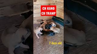 Pitbull pups "CH KANO &CH TRAMP" blood