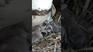 Baby-pinguïn-boom in Avifauna