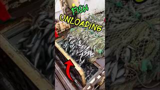 🐟 Tons of Fish Unloaded: Fish Frenzy, Take a Guess on the Total! #shorts #shortvideo #shortsfeed