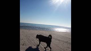 Lolly at the beach part 2 low tide