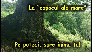 Pe poteci, spre inima ta! Ep 69: la Fagul Printesei pe urme de urs