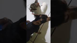 cão e gata