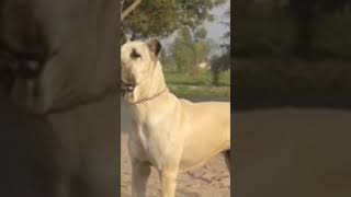 Pakistani bully as a family dog. #shorts #pakistanibully