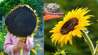 Harvesting  Sunflower Seeds! / nature love/Sunflower seeds