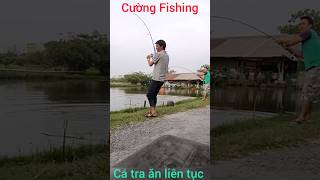 câu cá tra√cá ăn 3 cần liên tục#shorts@CuongFising