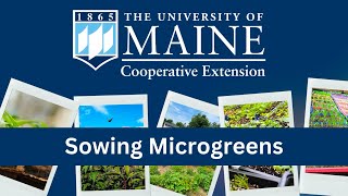 Sowing Microgreens