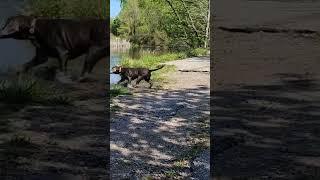 Gunner's first water retrieves.     #duckdogintraining#duckhunting#silverlab