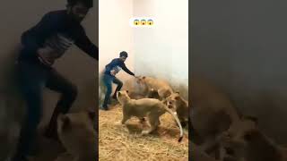 youtube animals attacks caught on camera #shorts