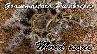 Grammostola Pulchripes Molt Issue