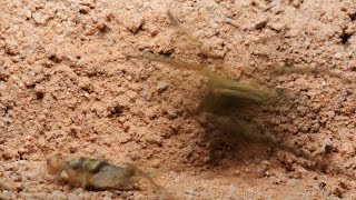 Wolf Spider Captures Cricket (Warning: May be disturbing to some viewers.)