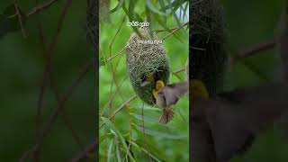 Sarang gantung manyar ternyata bisa buat memikat pasangan??? #nature #animals #burung