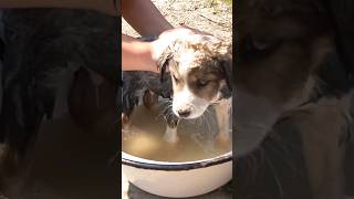 #Első #fürdés nem is volt rossz 😁 | #kiskutyák #puppies #természet #viral #shorts