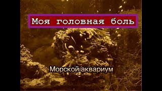 Морской аквариум вдали от дома!
домовой михалыч