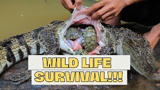 HUNTING CROCODILE : Unbelievable 3 Turtle in Crocodile Stomach b4 cooking #wildlife #recipe #animals