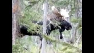 Bull Moose Close Encounter in Colorado!