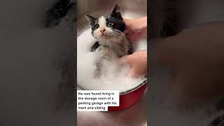 Bath time of rescued kitten viral clips | story #shorts #trending #viral #cat #kitten #cute