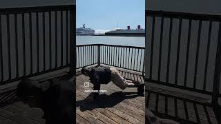 Long Beach Boogie!! #lifestyle #new #shortvideo #fyp #burpees