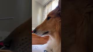 Dogs #doge #dog #cat #shortvideo