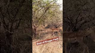 Moments in Kruger Park #impala #shorts