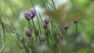 Flowers in the garden