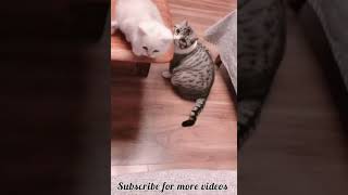 Cute kitten going to jump so mom cat waiting to help her kitten because the kitten was baby | kitten