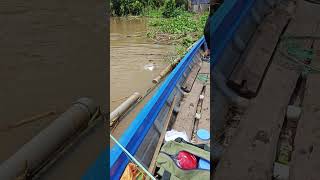 Mồi đánh cá basa cực hiệu quả#shorts #cauca #caucagiaitri #fishing