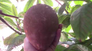 My Mamey Harvest -My favorite fruit