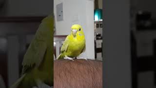 Kuttyma ♥️😍 Miss you 😞  #ytshorts #birdslover #shortvideo #status #viral #trending @DhivyasDiary 😍