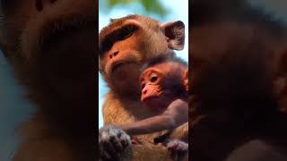 Ep518. Adorable Monkey Has the Cutest Reaction to Meeting a New Friend