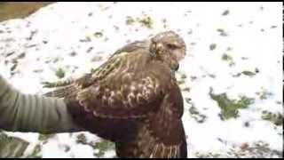 tirol tv tierblicke: Bussard im Tierheim Mentlberg