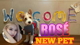 ROSÉ'S NEW PET | hank_says_hank (Welcome to pet pink) EP.69