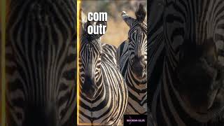 3 curiosidades entre as zebras e o cavalos. #euamoanimais #animais #shortvideo