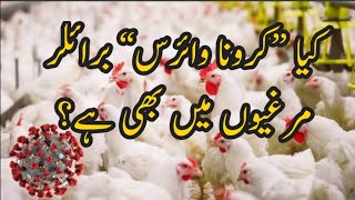 Coronavirus In Broiler Chicken? | Explaind | Explained By PPS Poultry