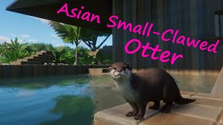 Asian Small-Clawed Otter - Smalzie Zoo