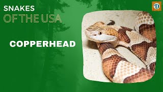 Copperhead