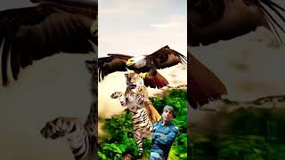 Wildlife #tiger #eagle #love💕❤️💕#like #youtubeshort