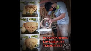 TEBOK LOVEBIRD DAN PLECI | BISA BELI DI??? SENTRAL SANGKAR JEPARA