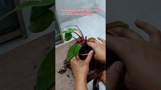 Repot Philodendron Painted Lady Using Indoor Potting Soil // Philodendron Plant Care