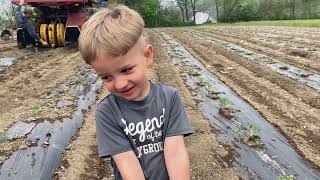 Getting a jump on planting tomatoes