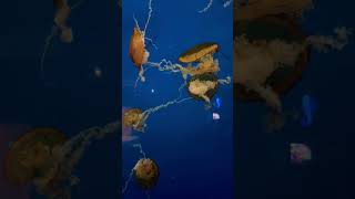 Jellyfish! 🪼 #viralvideo #jellyfish #aquarium #water #sea #sealife