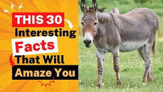 30 amazing facts about donkey | number 8 will shock you