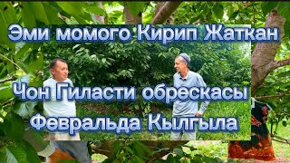 Эми Момого Кирип жаткан чон Гиластарды обрескасын Февральда кылгыла…